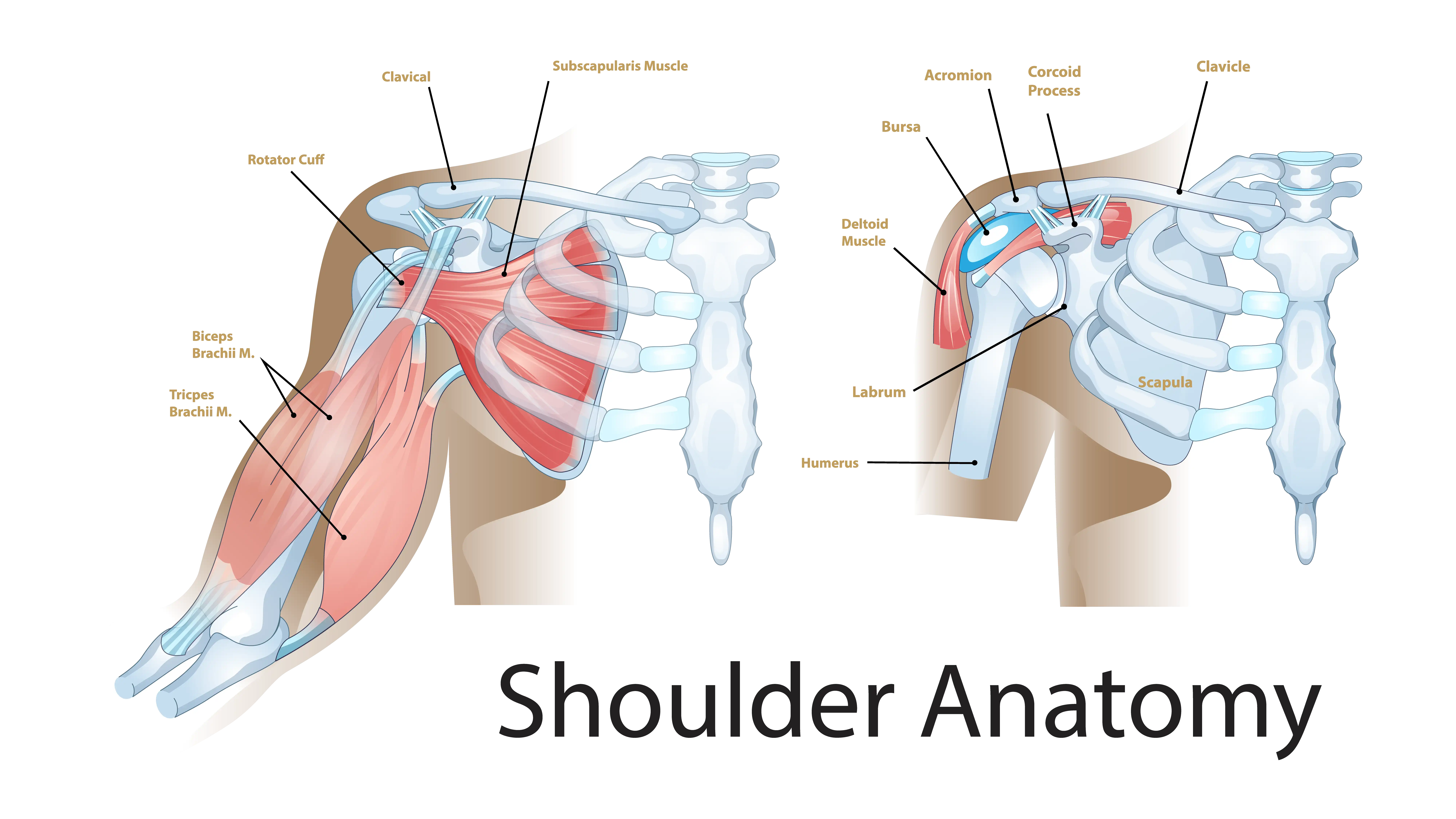 Shoulder Anatomy