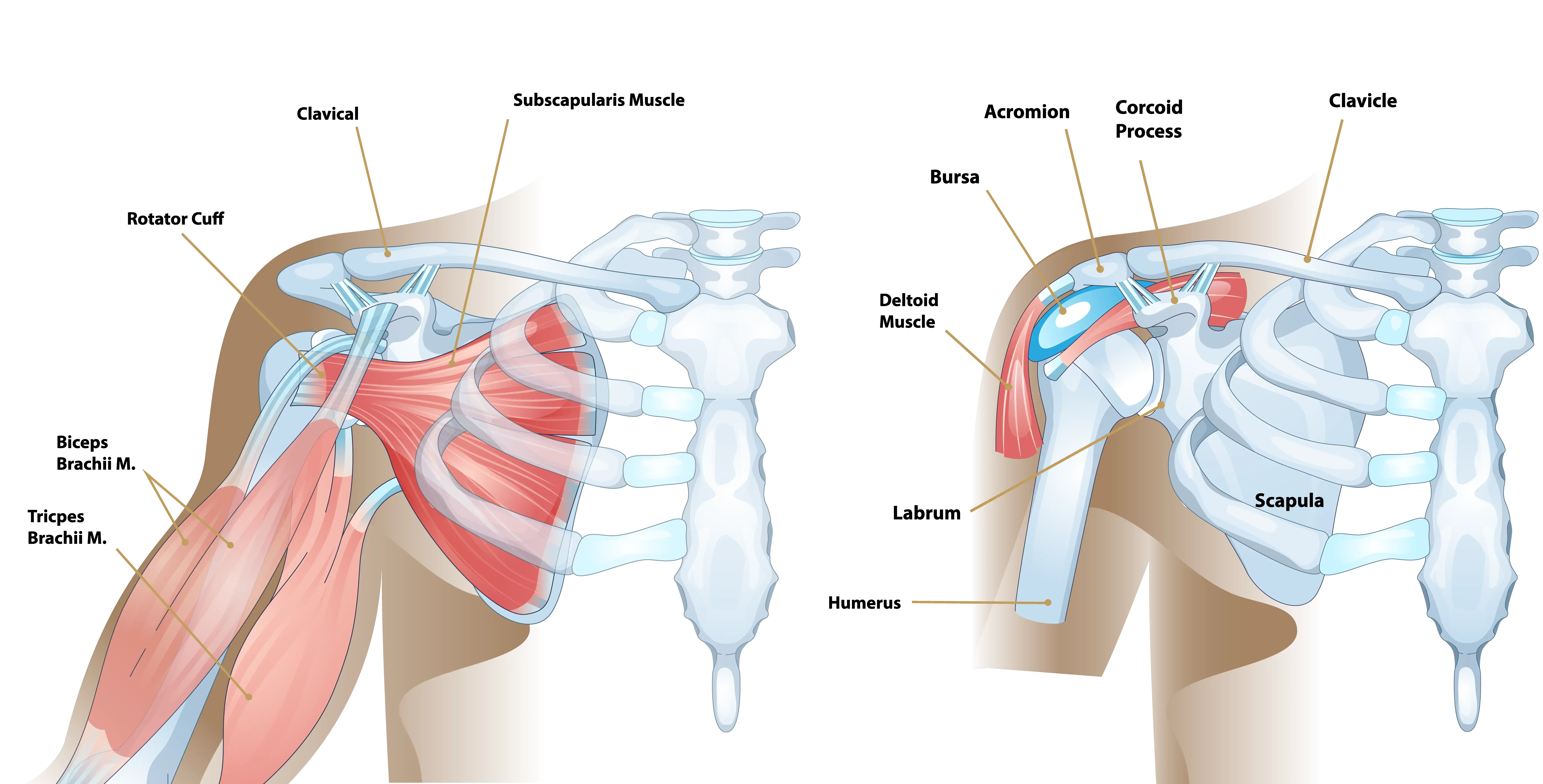 Shoulder Anatomy