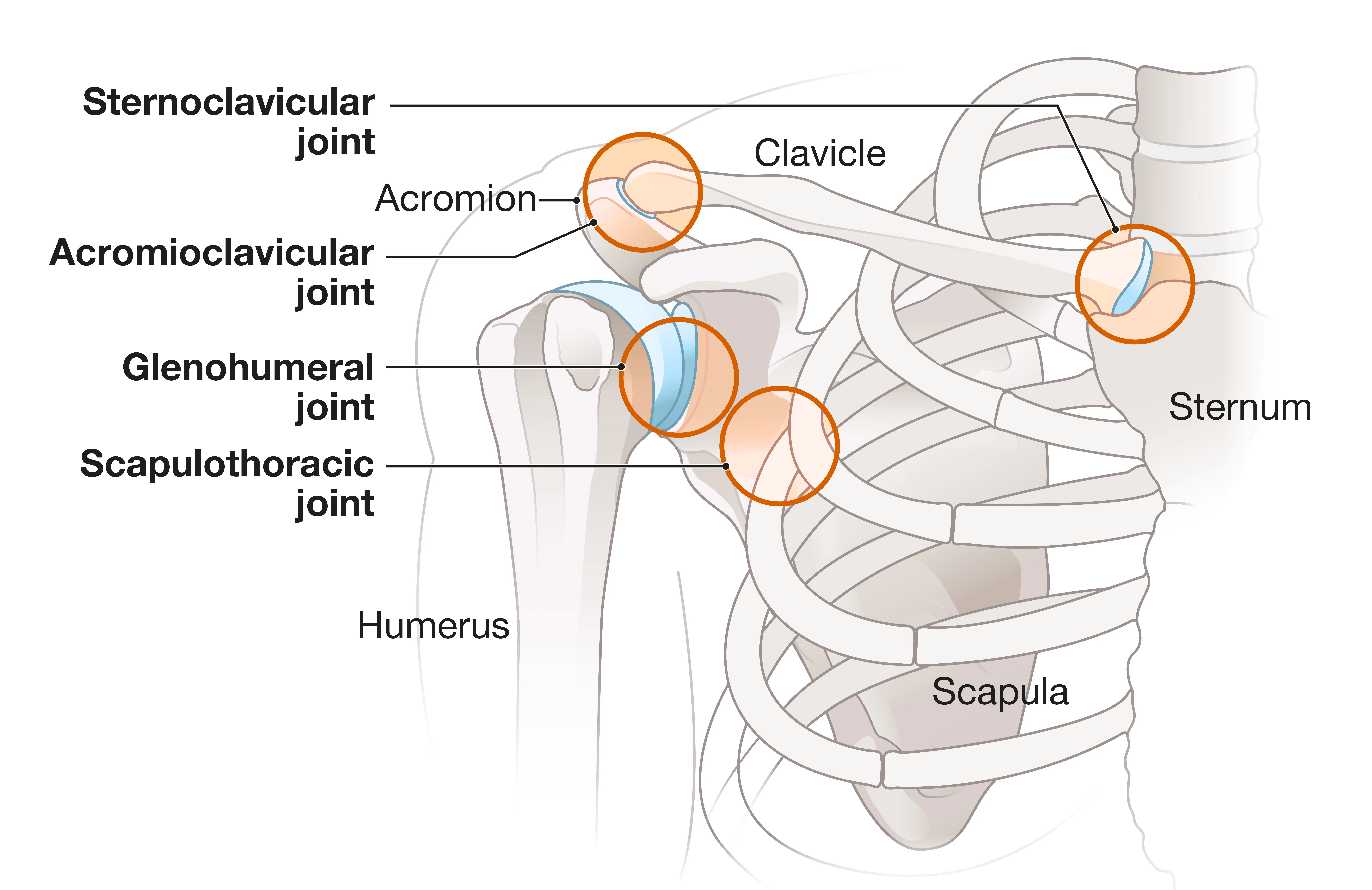 Glenohumeral Joint and AC Joint