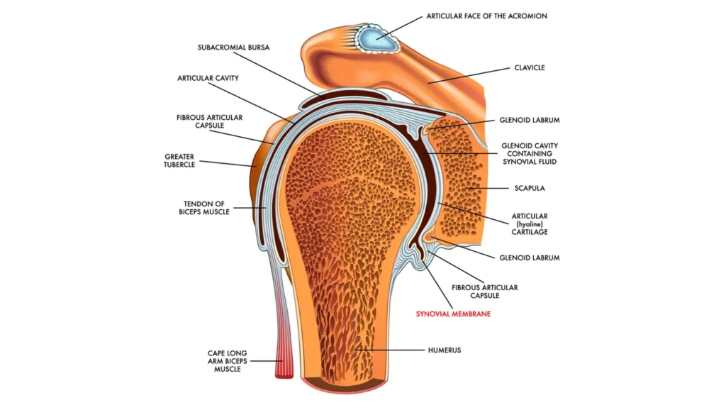 A diagram of the shoulder