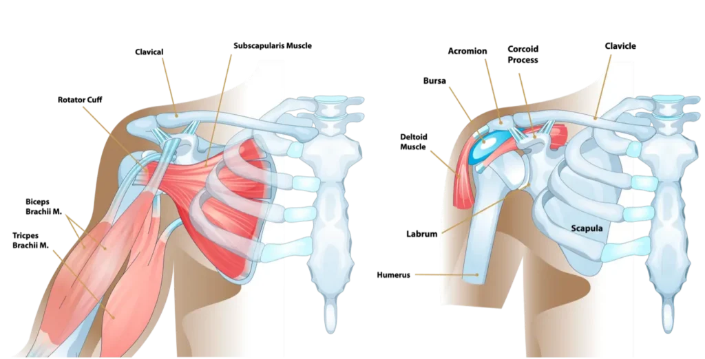 Diagram of shoulder anatomy