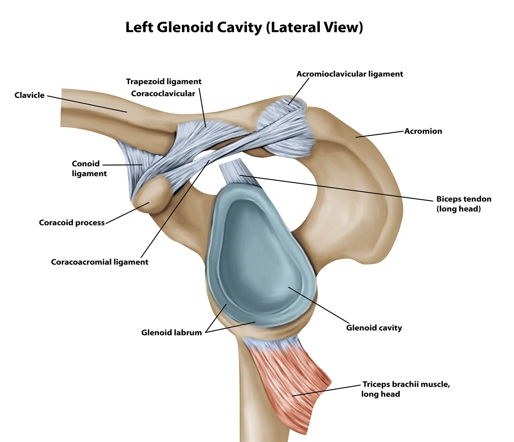 Anatomical Graphic of Glenoid Cavity