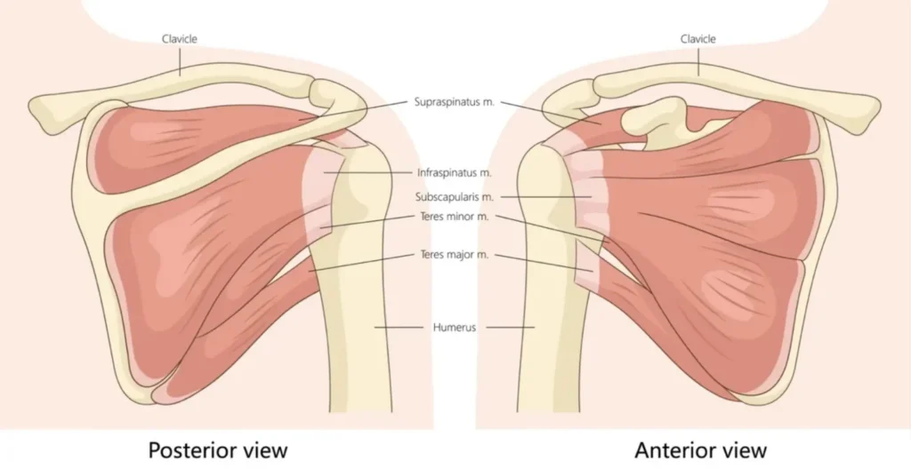 shoulder blade diagram with a focus on the rotator cuff in the posterior and anterior view points.