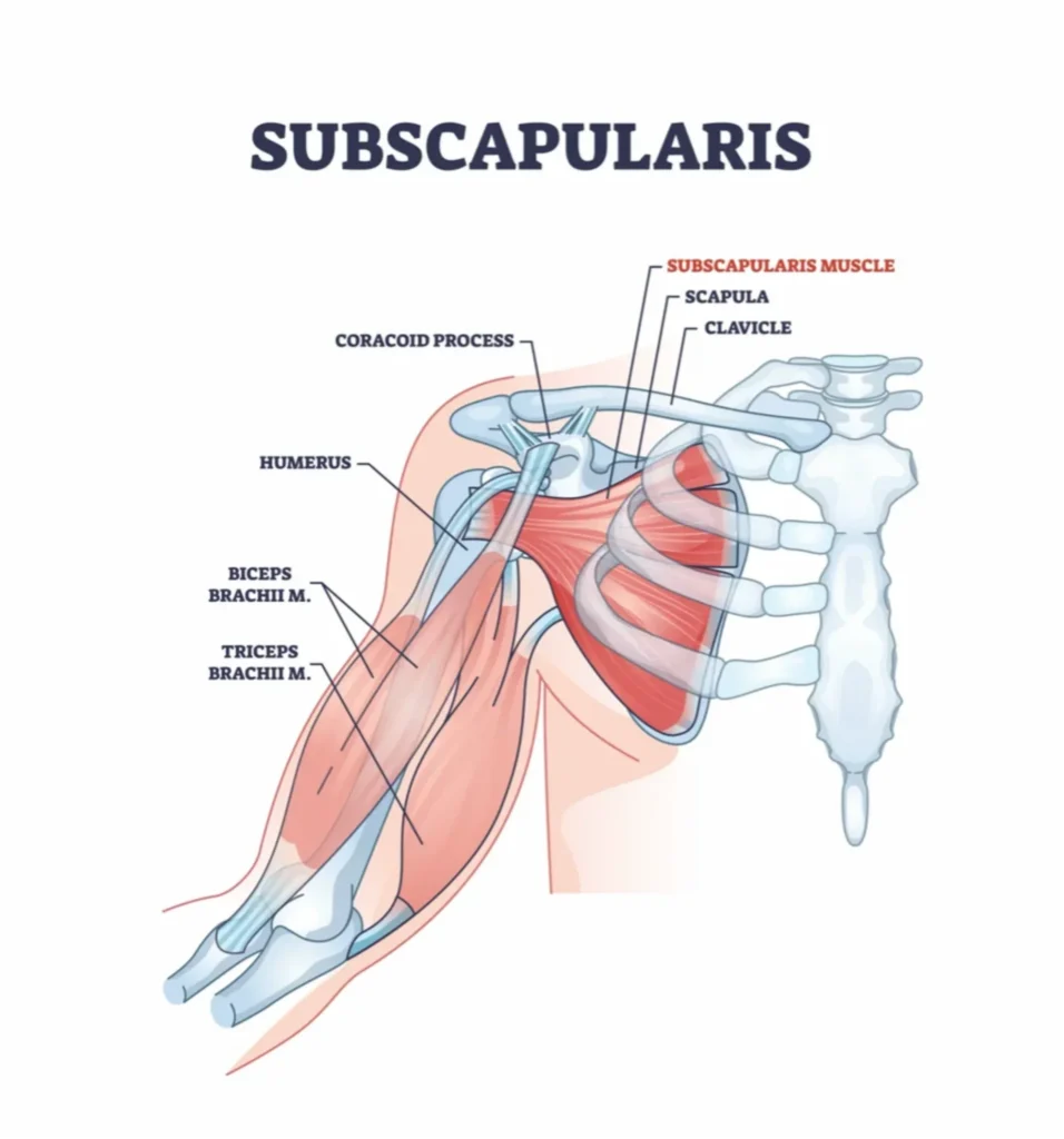Subscapularis diagram