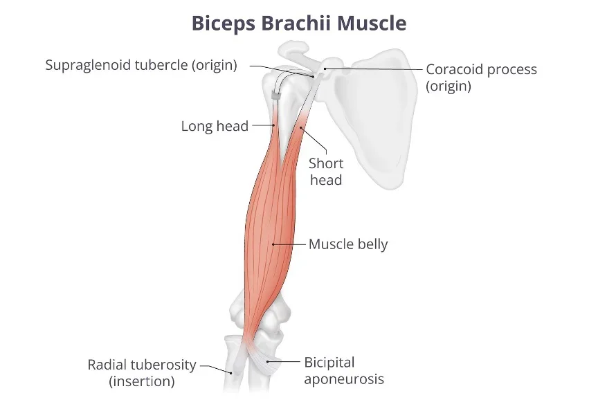 Illustration of the biceps brachii muscle showing the long head tendon attaching at the top of the shoulder socket and the short head attaching at the coracoid process